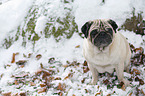 pug at winter