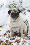 pug at winter