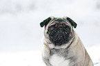 pug at winter