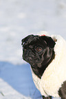 black pug in snow