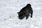 black pug in snow