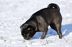 black pug in snow