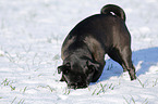 black pug in snow