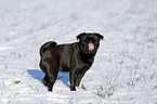 black pug in snow