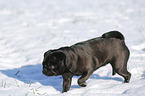 black pug in snow