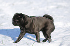 black pug in snow