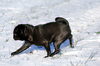 black pug in snow