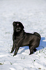 black pug in snow