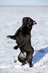 black pug in snow