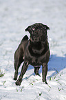 black pug in snow