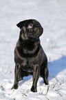 black pug in snow