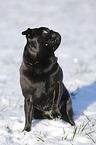 black pug in snow