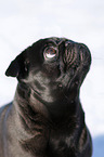 black pug in snow