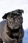 black pug in snow