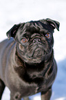 black pug in snow