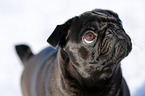 black pug in snow