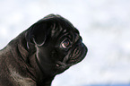 black pug in snow