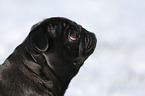 black pug in snow