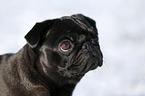 black pug in snow