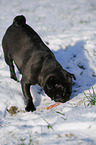 black pug in snow