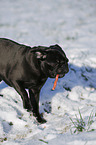 black pug in snow