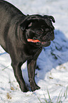 black pug in snow