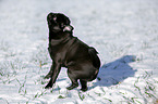 black pug in snow