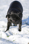 black pug in snow