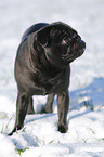 black pug in snow