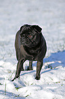 black pug in snow