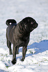 black pug in snow