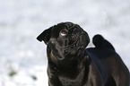 black pug in snow