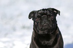 black pug in snow