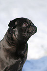 black pug in snow