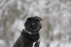 pug in snow