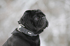 pug in snow