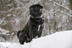 pug in winter