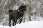 pug stands in snow