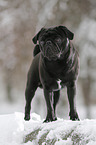 pug stands in snow