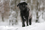 pug stands in snow