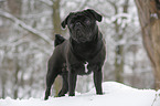 pug stands in snow