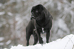 pug stands in snow