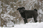 pug stands in snow