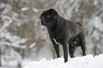 pug stands in snow