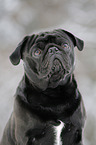 pug in snow