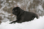 pug in winter