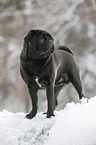 pug stands in snow