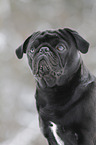 pug in snow