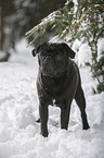 pug stands in snow