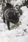 pug in winter